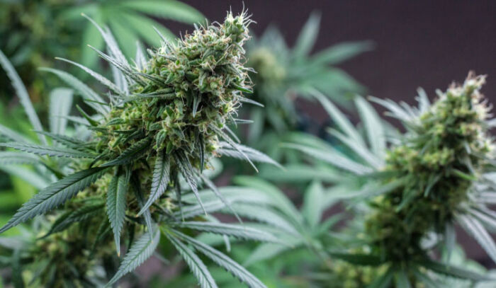 Jack Herer - Image 2