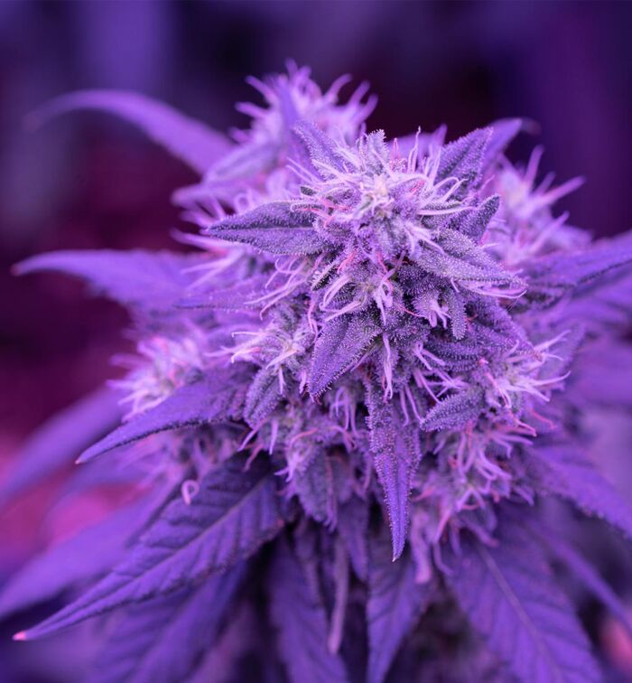 Purple Haze