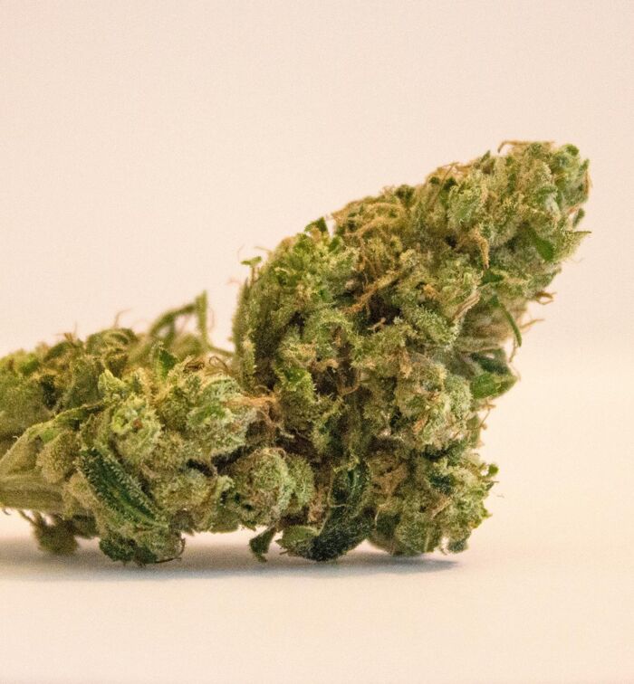Jack Herer - Image 5